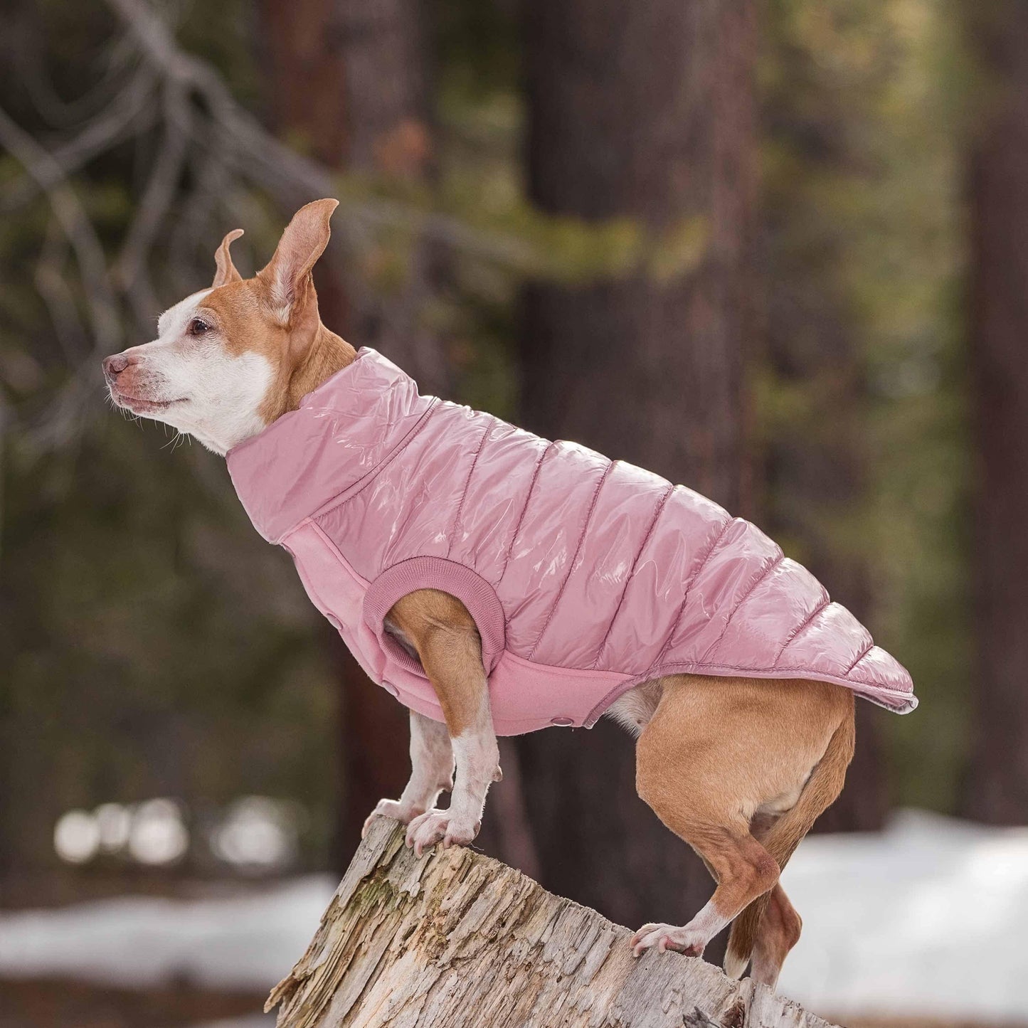 Quilted Glossy Puffer Jacket