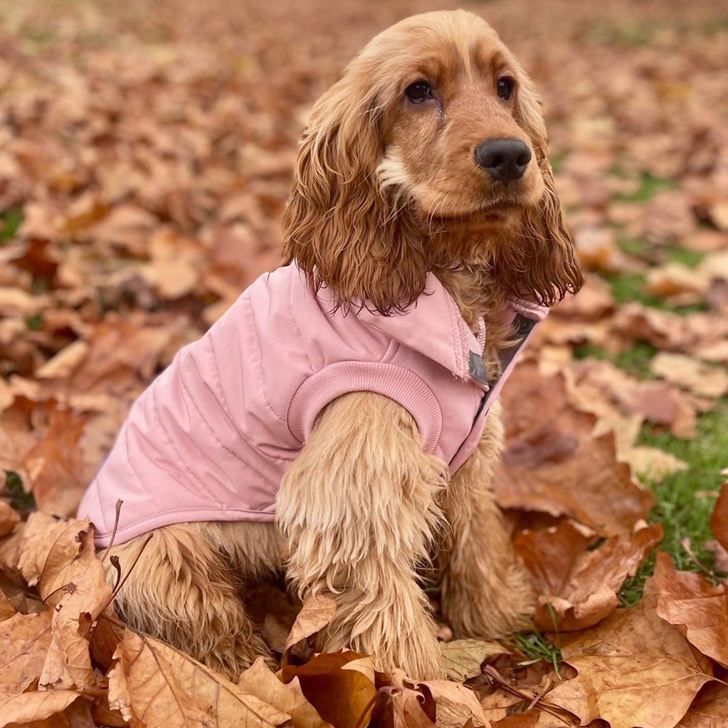 Blueberry Waterproof Quilted Jacket